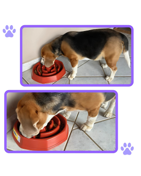 Comedouro Lento Educador - Patabella.